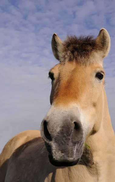 Söt Häst Vild Natur — Stockfoto