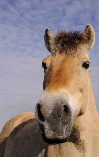 Bonito Cavalo Selvagem Natureza — Fotografia de Stock