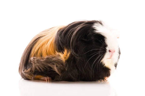 Cavia Isolata Sullo Sfondo Bianco Marino — Foto Stock