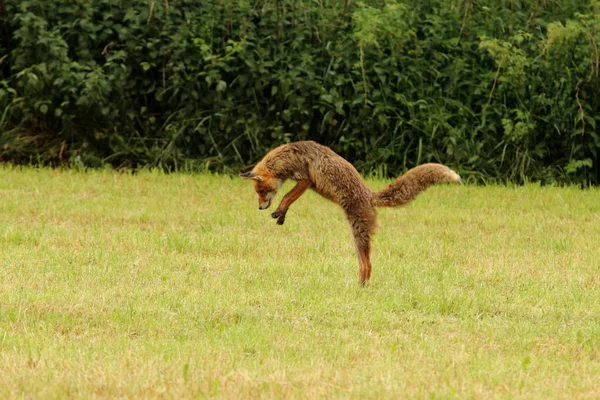 Kanghbo Suricata Гуляя Лесу Летом — стоковое фото