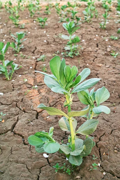 Benih Kacang Yang Luas Tanah Pertanian — Stok Foto