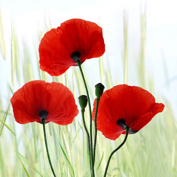 Beautiful Poppies Flowers Background — Stock Photo, Image