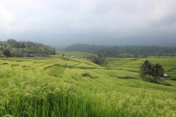 Groene Rijstvelden Aanplant Landbouw — Stockfoto