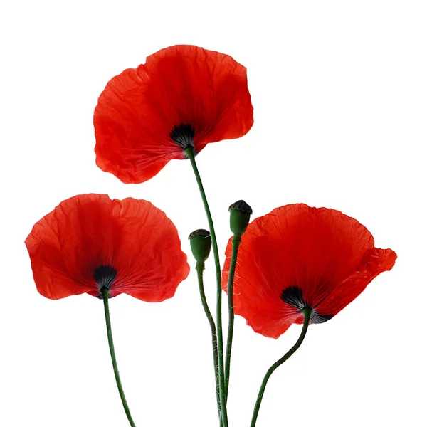 Beautiful Poppies Flowers Background — Stock Photo, Image