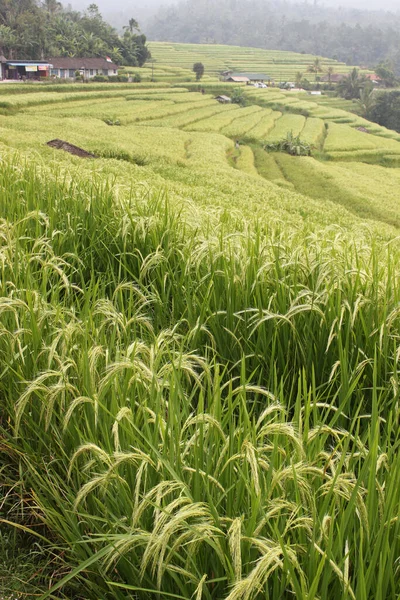 Verde Campos Arroz Plantio Agrícola — Fotografia de Stock