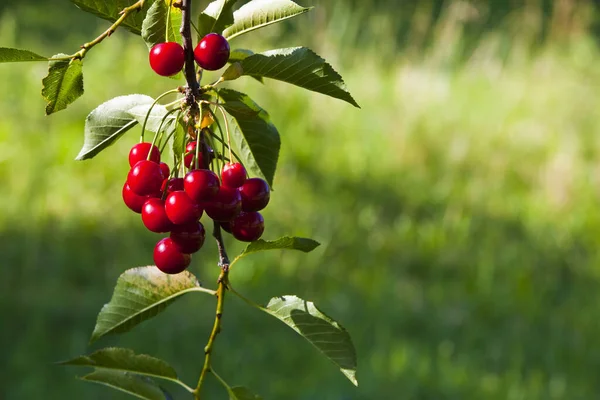 Cherries Cherry Tree — Stock Photo, Image