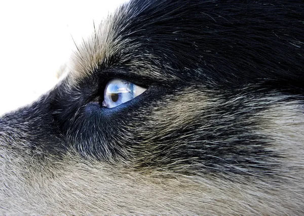 Artic Varghund Blå Öga Detalj Med Reflektion — Stockfoto