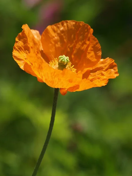 Vue Rapprochée Belles Fleurs Pavot Sauvage — Photo