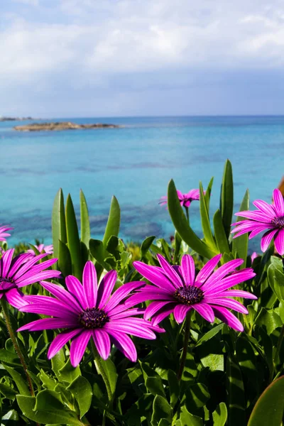 Flores Silvestres Roxas Praia — Fotografia de Stock