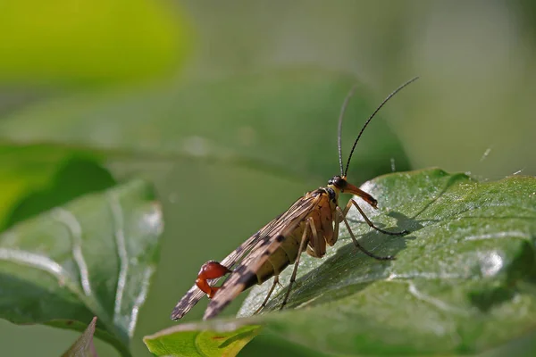 植物中常见的蝎子苍蝇昆虫 — 图库照片