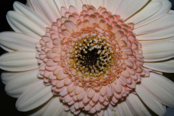 Красивая Гербера Ромашка Лепестки Цветов — стоковое фото