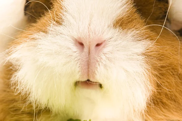 Hamster Marsvin Gnagare Djur Sällskapsdjur — Stockfoto