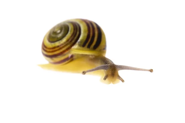 Snail Isolated White — 图库照片