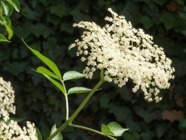 Weißer Holunder Botanische Pflanze — Stockfoto