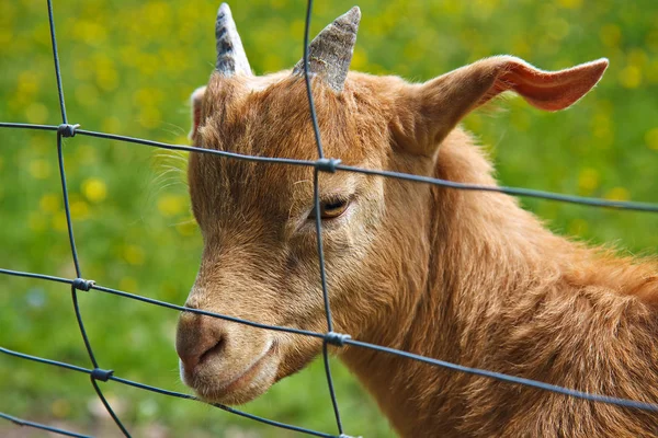 Goat Fence — Stock Photo, Image