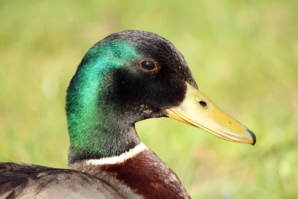 Aussichtsreiche Aussicht Auf Süße Stockente Der Natur — Stockfoto