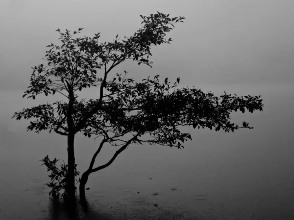 Ensamt Träd Vid Laguna Alegria — Stockfoto