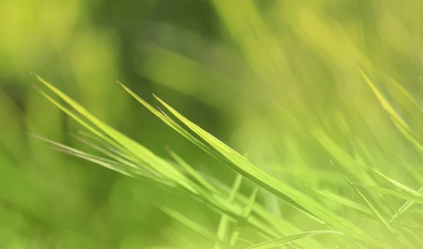 Blurred Blades Grass — Stock Photo, Image