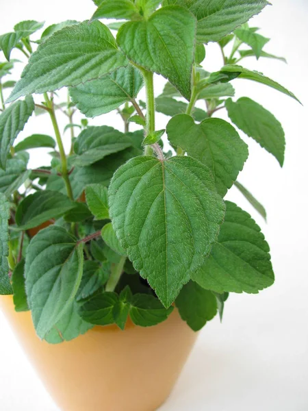 Pot Herbal Dengan Madu Melon Sage — Stok Foto