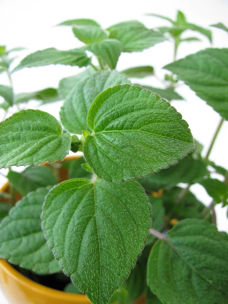 Kräutertopf Mit Honigtau Melonensalbei — Stockfoto