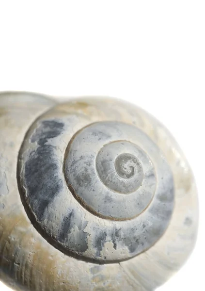 Caracol Molusco Gastropodo Animal — Foto de Stock