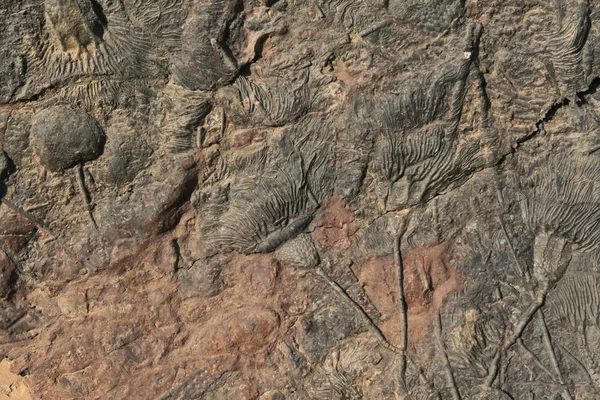 Fossile Seerosen Auf Einer Steinplatte Marokko — Stockfoto