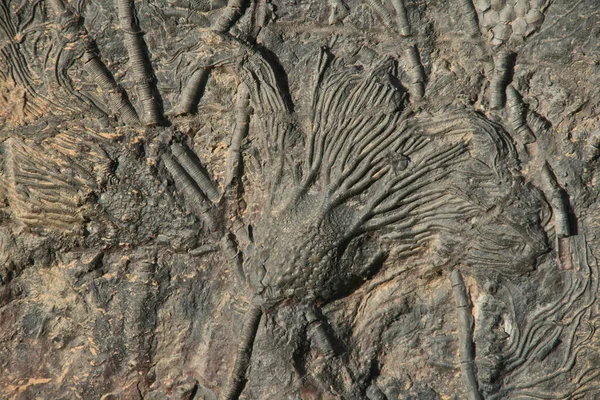 Versteende Zeewier Enkelche Een Fossiele Stenen Plaat Marokko — Stockfoto