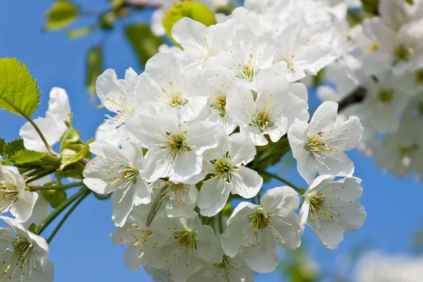 美しい春の花の眺め — ストック写真