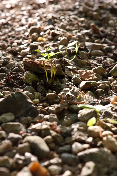 砂利の床に植物は — ストック写真