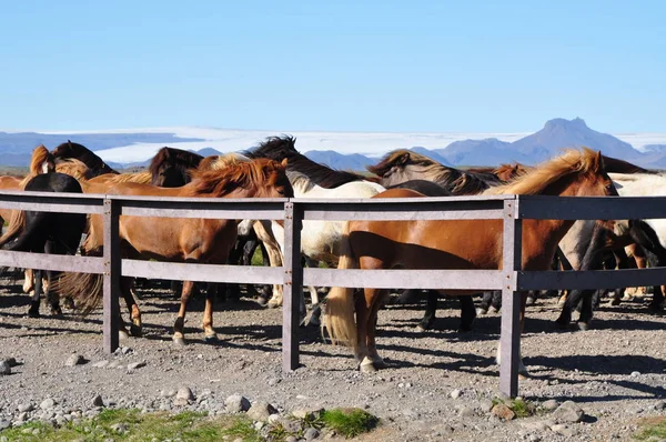 Ijsland Ijslandse Pony Pony — Stockfoto