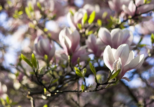 Magnolia Bloesem Bloemen Het Voorjaar — Stockfoto