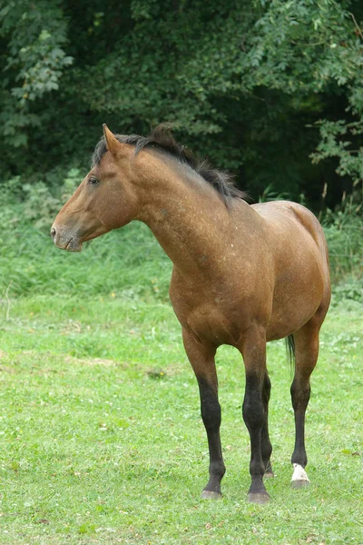 牧草地で馬を閉じて — ストック写真