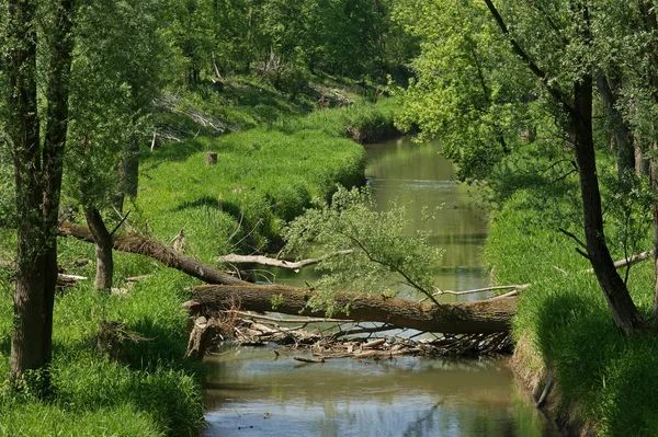 Bella Vista Della Scena Della Natura — Foto Stock