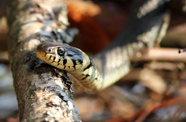 Serpent Herbe Monde Animal — Photo