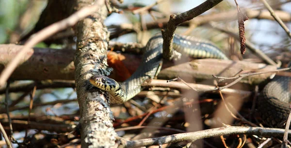 Cobra Grama Mundo Animal — Fotografia de Stock