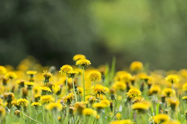 Sommaräng Med Blommande Maskrosor — Stockfoto