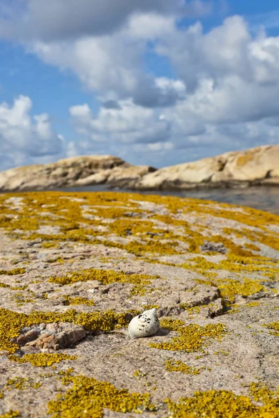 Snail Lichen Covered Rocks — Stock Photo, Image