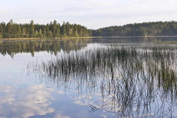 Forest Lake Taiga — 스톡 사진