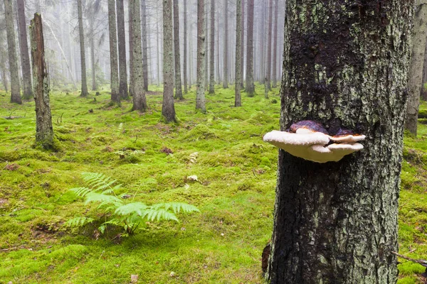 Spruce Tree Forest Morning Mist Tree Mushroome — Stock Photo, Image