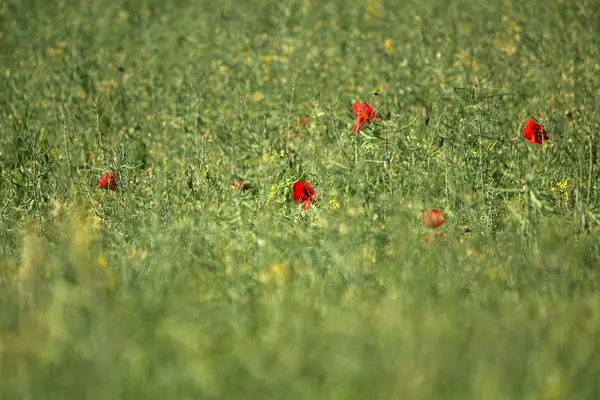 Vista Cerca Hermosas Flores Amapola Silvestre — Foto de Stock