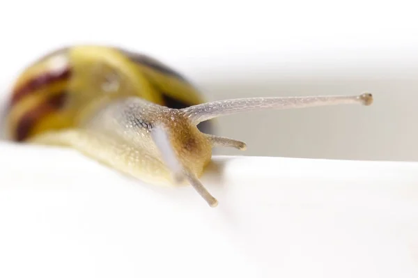 Snail Isolated White — ストック写真