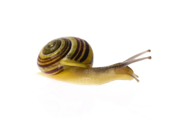 Snail Isolated White — 图库照片