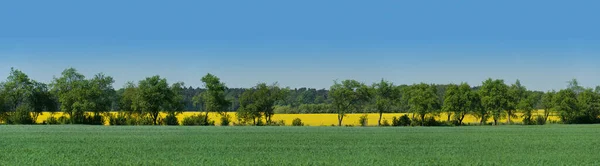 Allee Tussen Aangrenzende Velden Brandenburg Duitsland — Stockfoto