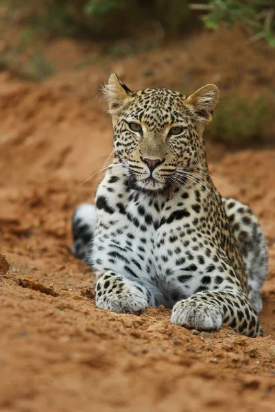 Leopardo Animale Predatore Gatto Grosso — Foto Stock