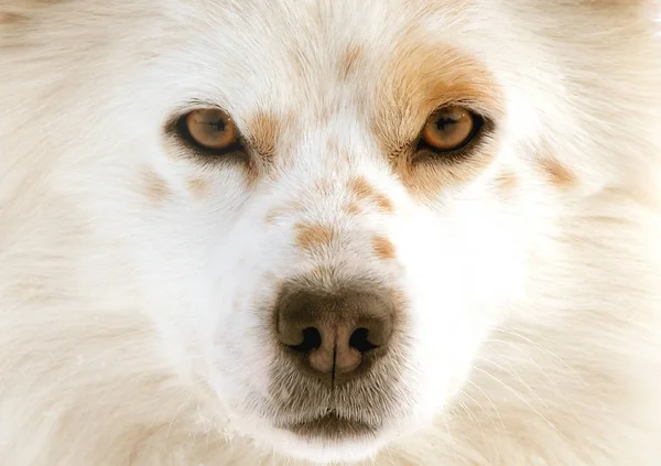 Closeup Focinho Cão Olhos Olhando Direto Para Câmera — Fotografia de Stock