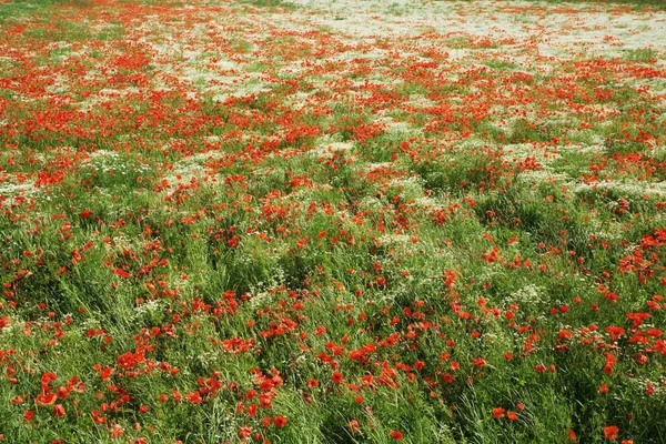 Vista Cerca Hermosas Flores Amapola Silvestre — Foto de Stock