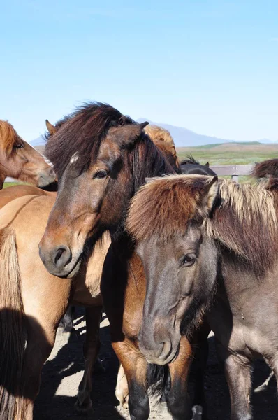 Ijsland Ijslandse Pony — Stockfoto