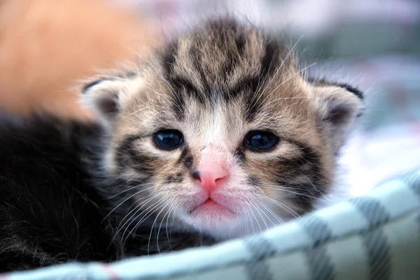 Cat Baby Two Weeks Old — Stock Photo, Image