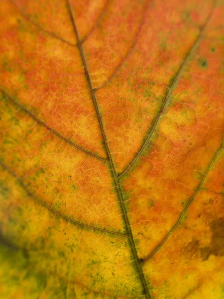 Close Autumn Leaf Shot Studio — Stock Photo, Image