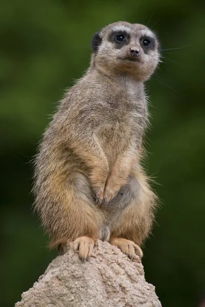 写真に写っているのはMeerkat Suricata Suricatta Unitは潜在的な敵と脅威を探します Unitに良い眺めを持つために岩に登ったことです 危険が発生した場合もう一方のメンバーは — ストック写真